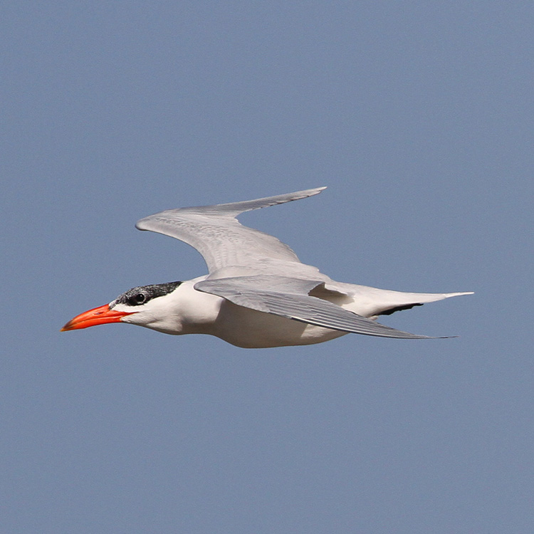 Caspian Tern